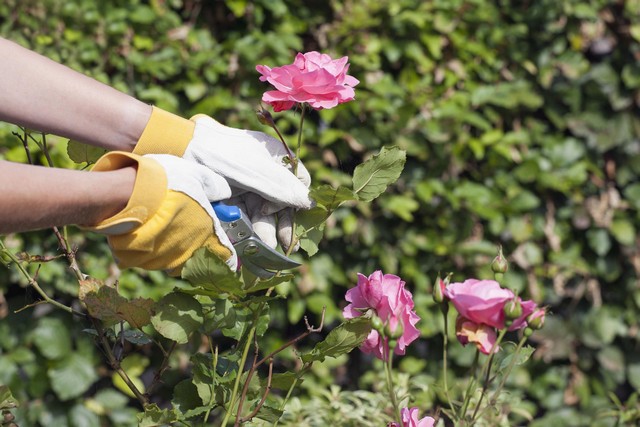 Kỹ thuật bấm ngọn và tỉa cành giúp tăng năng suất ra bông của cây hoa hồng
