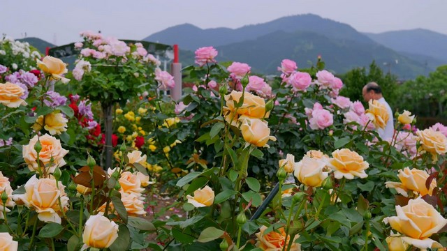 Vườn hoa hồng của vĩ nhân David Austin ở Anh