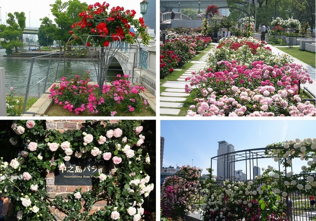 Vườn hoa hồng Nakanoshima với tạo hình ấn tượng
