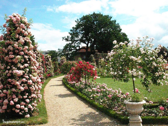 Mãn nhãn với vườn hồng L’Hay Les Rose đẹp nức tiếng ở Pháp