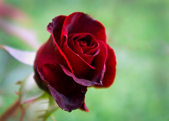 Hoa hồng nhung đại diện cho thông điệp yêu thương