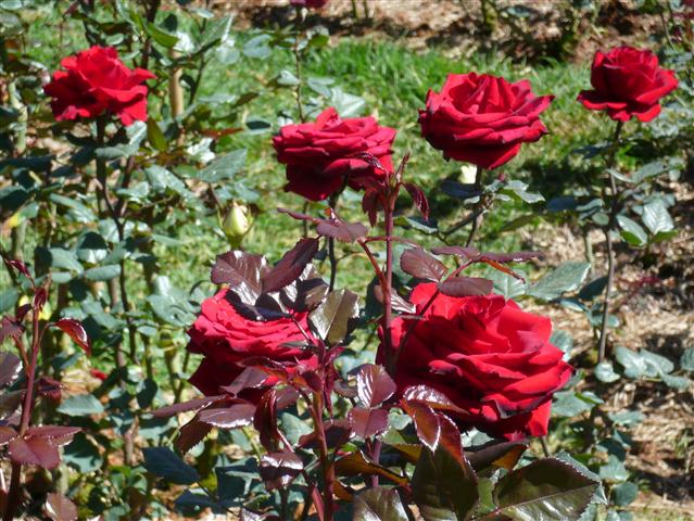 Cây hoa hồng nhung được chăm sóc tốt sẽ nở rất đẹp