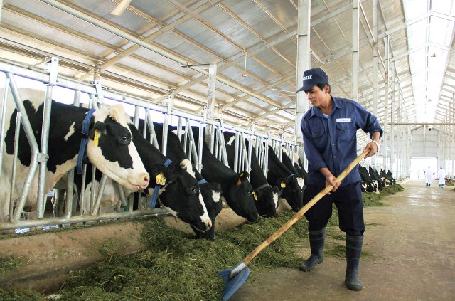 Quy trình chăn nuôi bò sữa