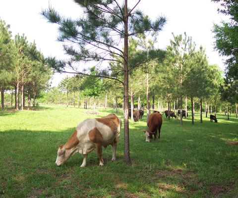 Chăn nuôi dưới tán rừng có thể chọn những con vật như: bò, heo, gà