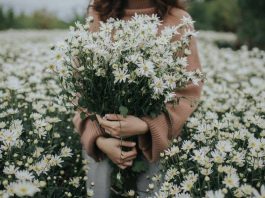 Trồng cây gì trong thời điểm giao mùa tháng 11 thích hợp nhất Nên trồng cây gì trong tháng 11