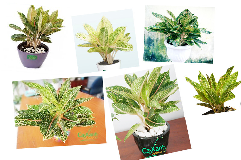 trồng cây gì ít chăm sóc