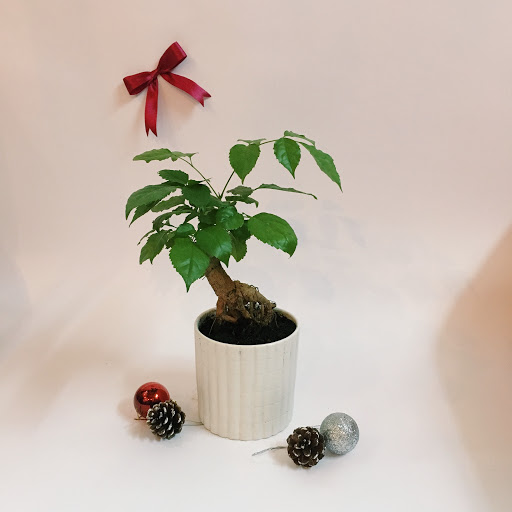 trồng cây hạnh phúc