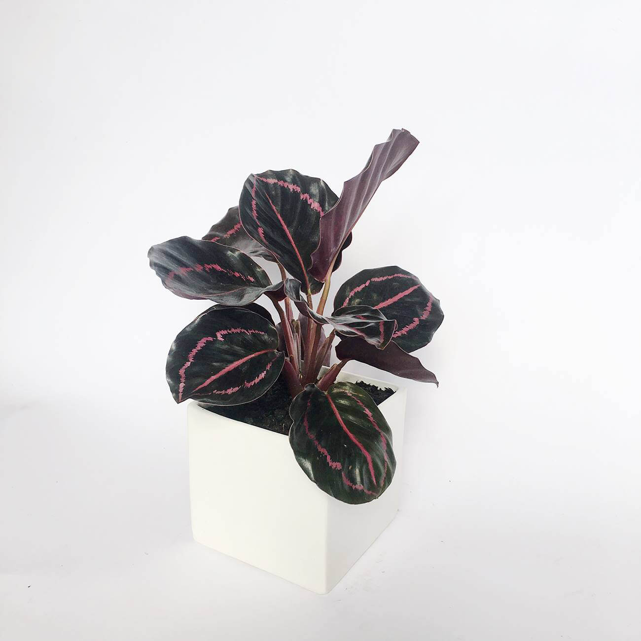 đuôi công đỏ đẹp