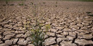 đất khô cằn khó sản xuất cần cải tạo