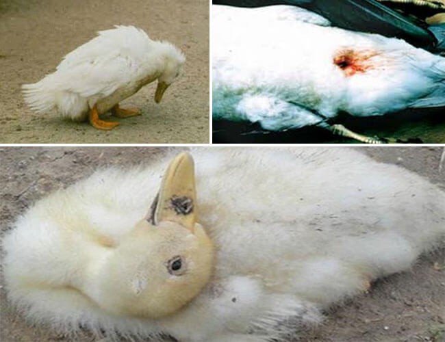Bệnh thường gặp ở vịt phổ biến nữa là dịch tả vịt