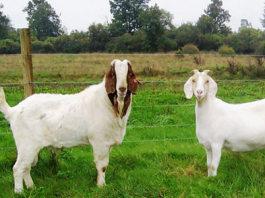 Kỹ thuật nuôi dê thịt thả chuồng