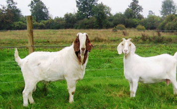 Kỹ thuật nuôi dê thịt nhốt chuồng cho người mới bắt đầu Kỹ thuật nuôi dê thịt thả chuồng