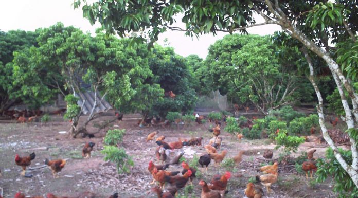 Quy trình nuôi gà chuẩn Vietgap