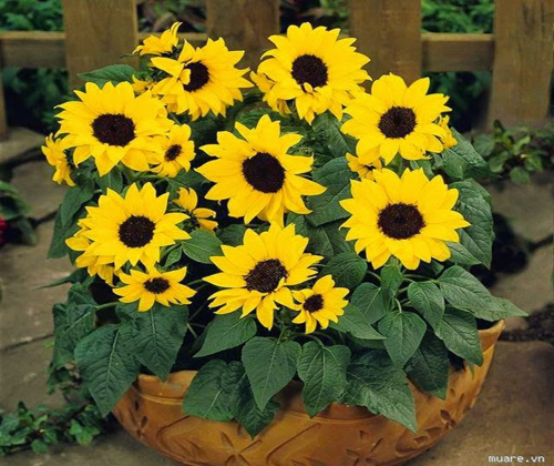 hoa hướng dương trong phong thủy ( muare.vn)