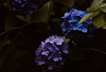 Kỹ thuật trồng hoa cẩm tú cầu như thế nào