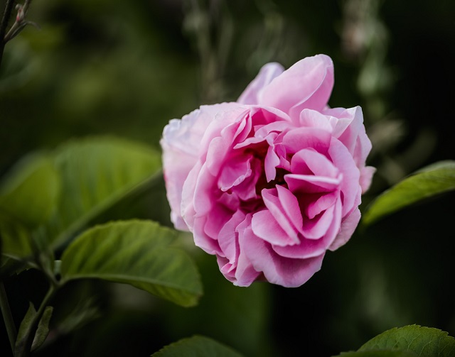 Thời điểm hoa hồng Bungari nở đẹp nhất là vào tháng 4 - 5 hàng năm