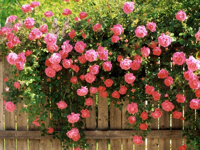 Có thể trồng hoa hồng Bungari bằng phương pháp giâm cành