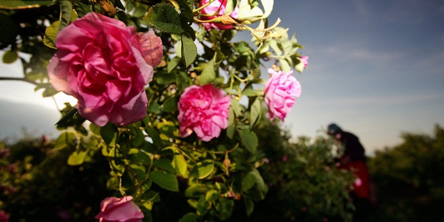 Hoa hồng Bungari ban đầu có nguồn gốc từ Ấn Độ