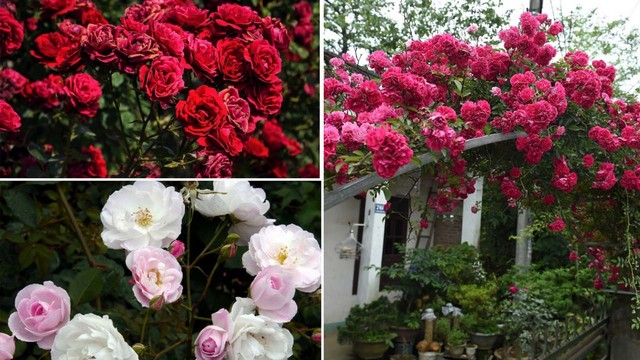 Hoa hồng Đà Lạt đa dạng về chủng loại