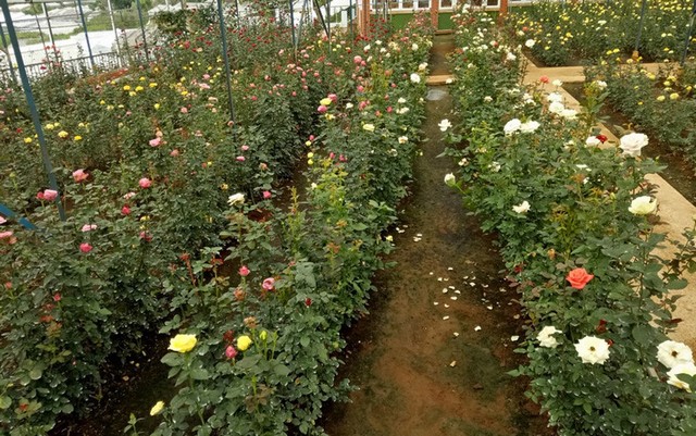 Vườn hoa hồng đủ màu sắc rực rỡ tại Đà Lạt
