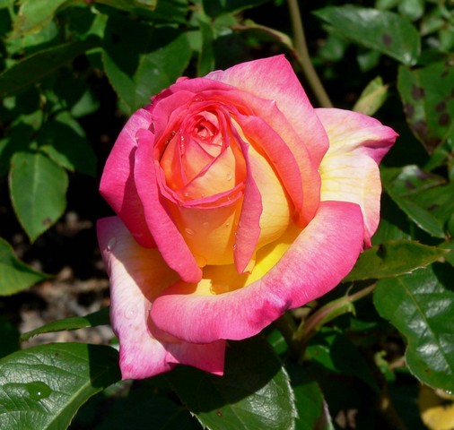 Hoa hồng đổi màu có thật không?