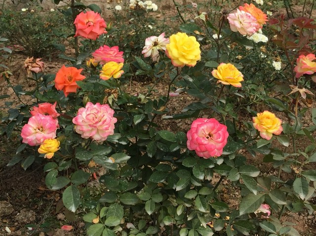 Hoa hồng đổi màu là giống hồng ngoại xuất xứ từ Mỹ có tên là Rosa Asagumo
