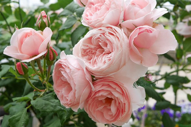 Hoa hồng Heritage quyến rũ với sắc hồng kem độc đáo