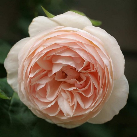 Chăm sóc đúng cách, hồng Heritage nở hoa đẹp và bền, lâu tàn