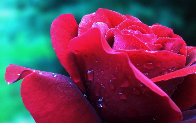 Top 8 giống hoa hồng thơm nhất thế giới ai gặp cũng yêu