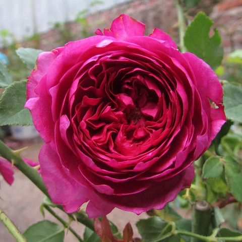 Autumn Rouge Rose sở hữu mùi hương thanh khiết như trời thu