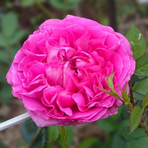 Bernadette Lafont nổi bật với sắc hồng sen đậm cùng mùi hương cổ điển