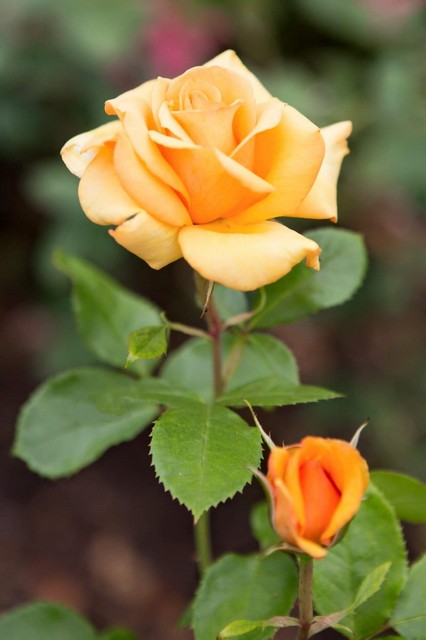 Honey Perfume Rose quyến rũ bởi hương trái cây nồng nàn