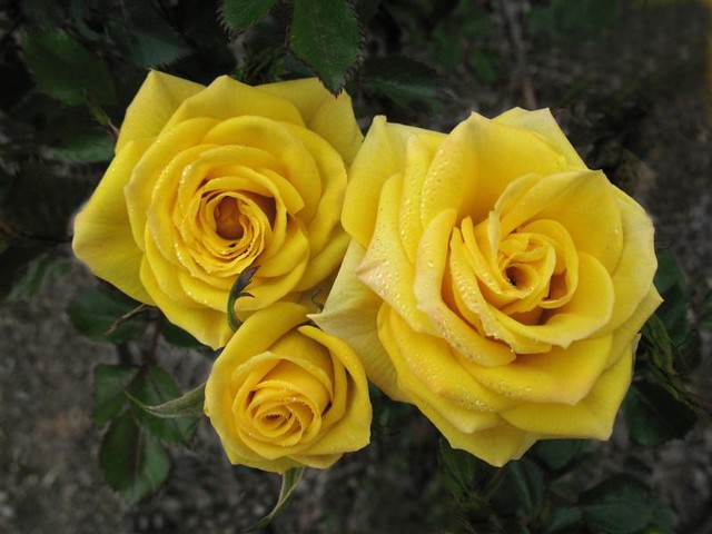 Sun Prinkles Rose là giống hoa hồng tựa như ánh nắng mặt trời đầy ấm áp