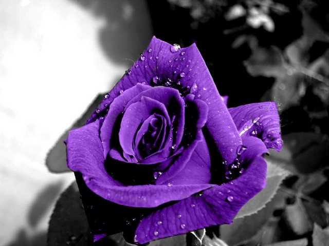 Hoa hồng tím là sắc màu của lòng thủy chung hay tình yêu bất diệt?