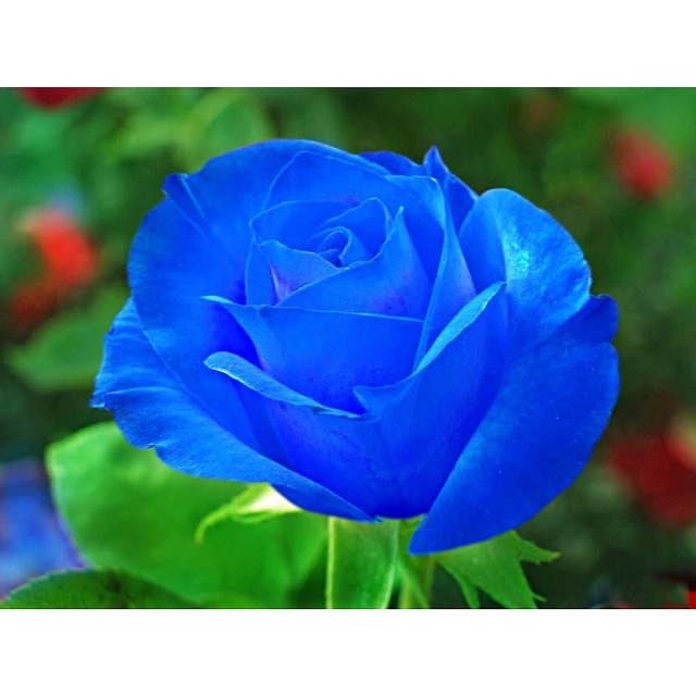 Hoa hồng xanh dương được xem là loài hoa quý hiếm