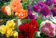 Giống hoa hồng truyền thống