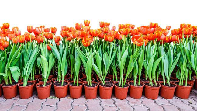trồng cây hoa tulip cho người mới