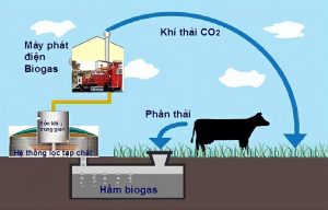 cơ chế hầm biogas