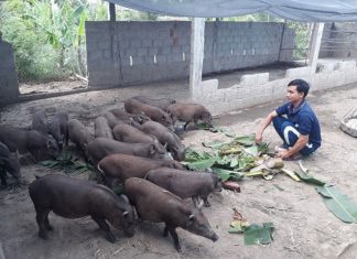 Nuôi heo rừng – bước đi đúng đắn hay sai lầm của người nông dân? kỹ sư điện khởi nghiệp nuôi heo rừng lai