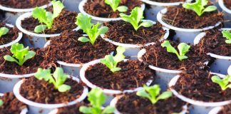 Kỹ thuật trồng rau thủy canh đơn giản tại nhà