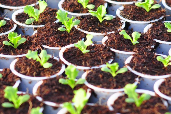 Kỹ thuật trồng rau thủy canh đơn giản tại nhà
