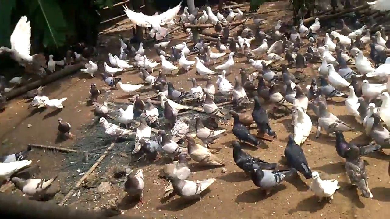 Cách làm chuồng nuôi chim bồ câu sinh sản dạng quần thể