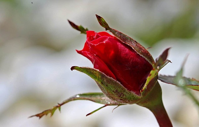 Trong nụ hoa hồng có nhiều thành phần dưỡng chất tốt