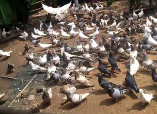 Kỹ thuật nuôi bồ câu Pháp – nuôi nhẹ nhàng cũng bỏ túi trăm triệu mô hình nuôi chim bồ câu pháp