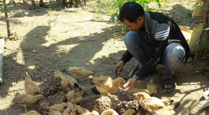 Mô hình nuôi mối để tạo thức ăn bổ sung cho vật nuôi