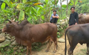 Chăn nuôi trâu bò và những lợi ích bất ngờ chăn nuôi trâu bò ở Pác Nặm