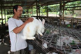 chuồng nuôi thỏ cần đảm bảo các tiêu chí