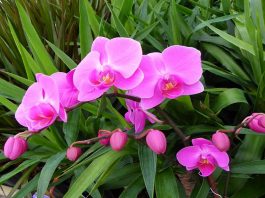 Hoa phong lan