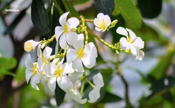 Hoa sứ trắng – vẻ đẹp tinh khôi của tạo hóa Hoa sứ