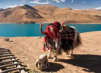 Tìm hiểu về nghề nuôi bò Yak ở “nóc nhà thế giới” Tây Tạng nuôi bò yak ở tây tạng